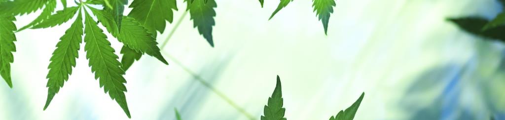 Cannabis Program Header