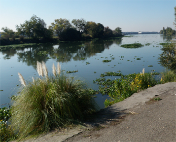 Photo of Stockton DWSC with water hyacinths floating in the channel