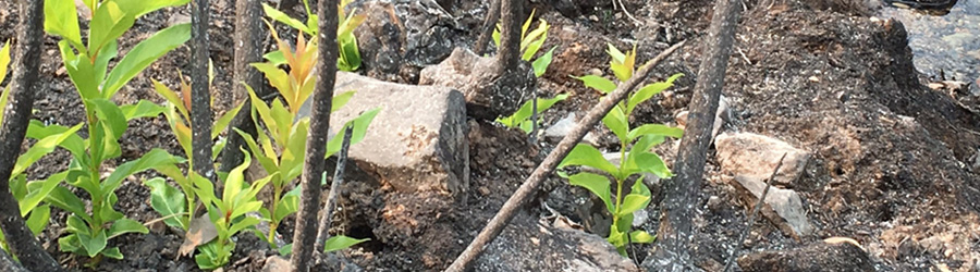 New growth of plants and seedlings in burned land.