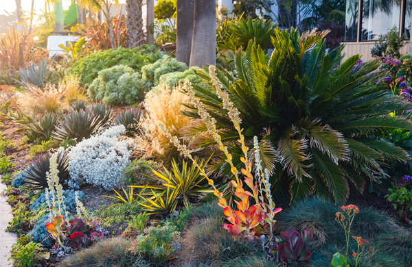 California home drought tolerant plants for landscape design