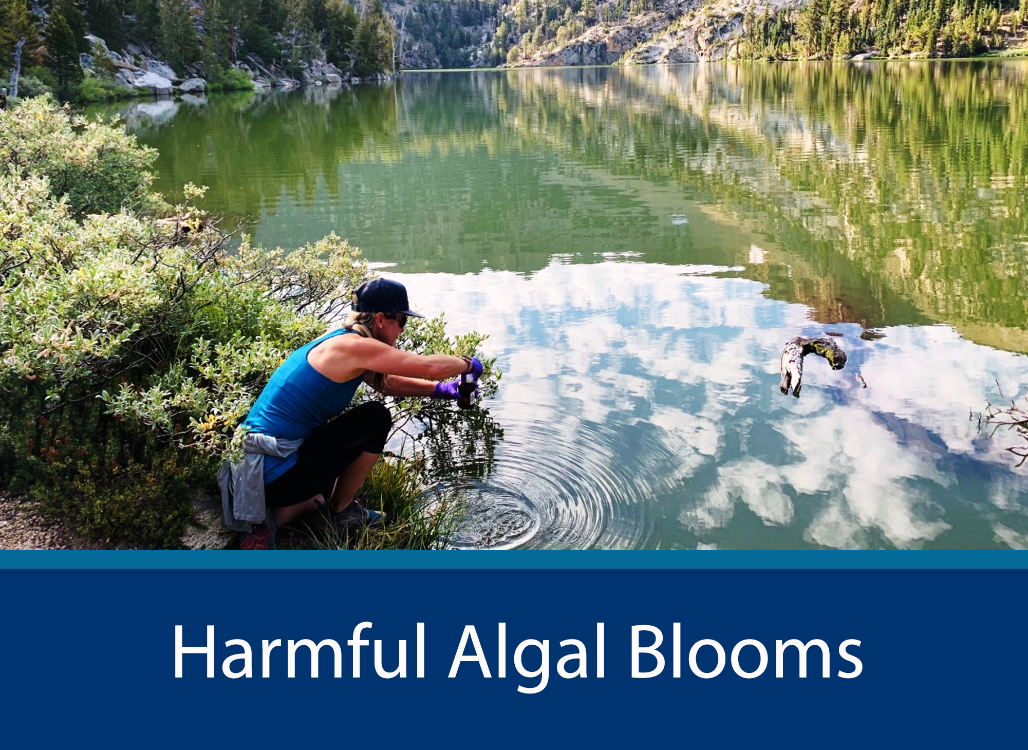 Harmful Algal Blooms (HABs)