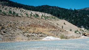 Close-up     of revegetation at Pond 2