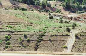  revegetation above Pond 1 - 1 year after 
    revegetation