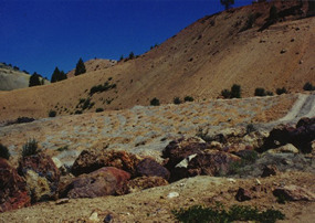 Revegetation above Pond 1