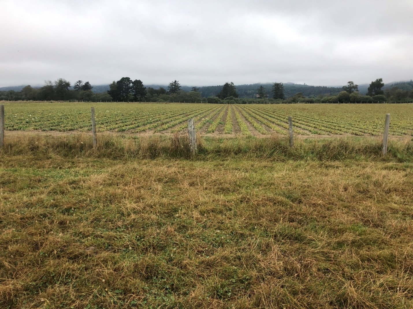 A ditch running on one side with a grass filter strip running between the ditch and the edge of a lily field. 