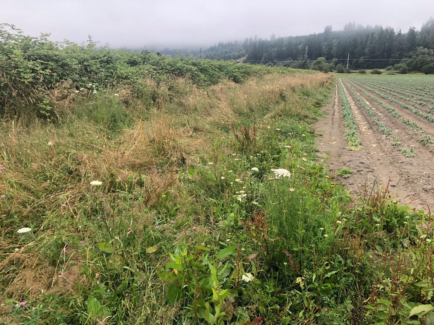 A creek running through blackberries on one side with an additional vegetated setback along the edge of a lily field.