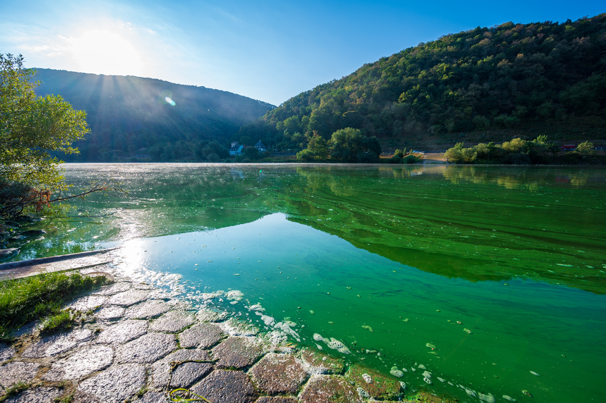 Figure 1: Image of the danger level harmful algal bloom.