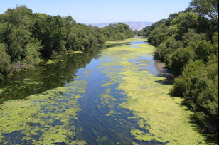 Green algae on the surface of a river