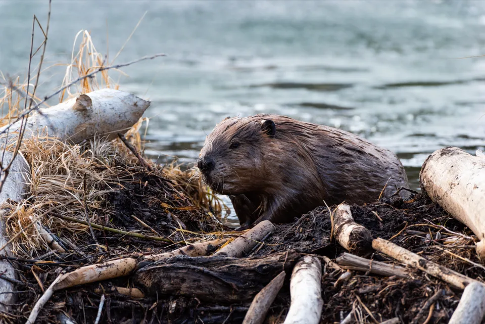 Beaver in the Sacramento River