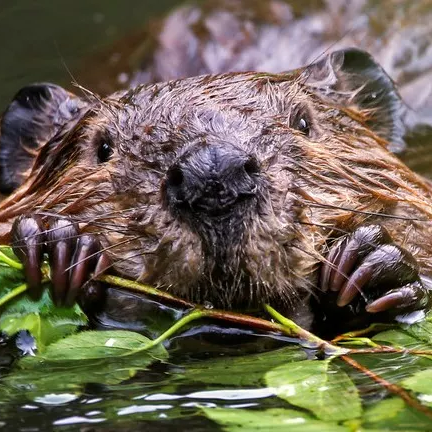 Beaver in water