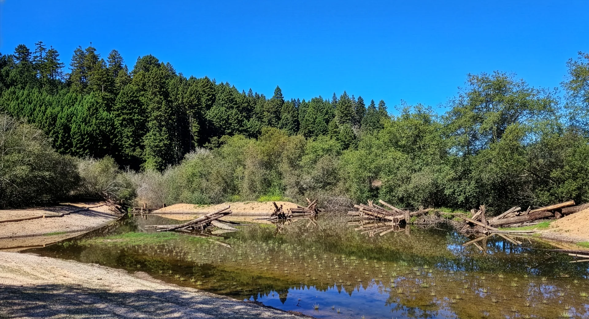 A photo of restored wetland habitat where baby salmon hide from predators. Credit: The Nature Conservancy