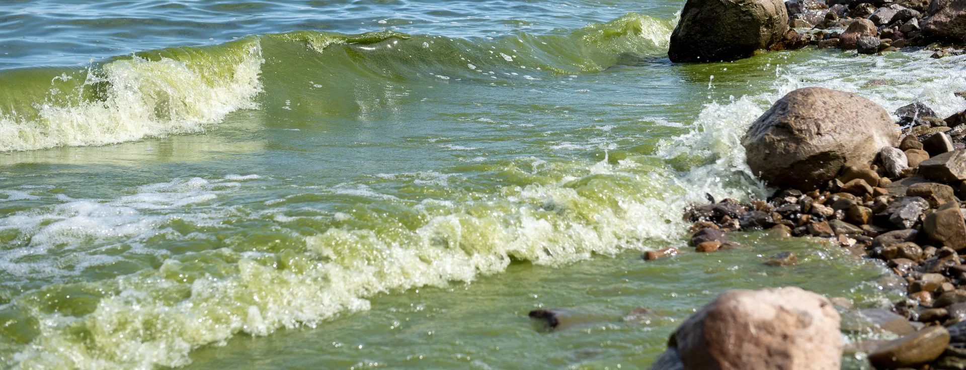 Small green waves hit the shore with harmful algal blooms in San Luis Lake. Credit: Department of Water Resources