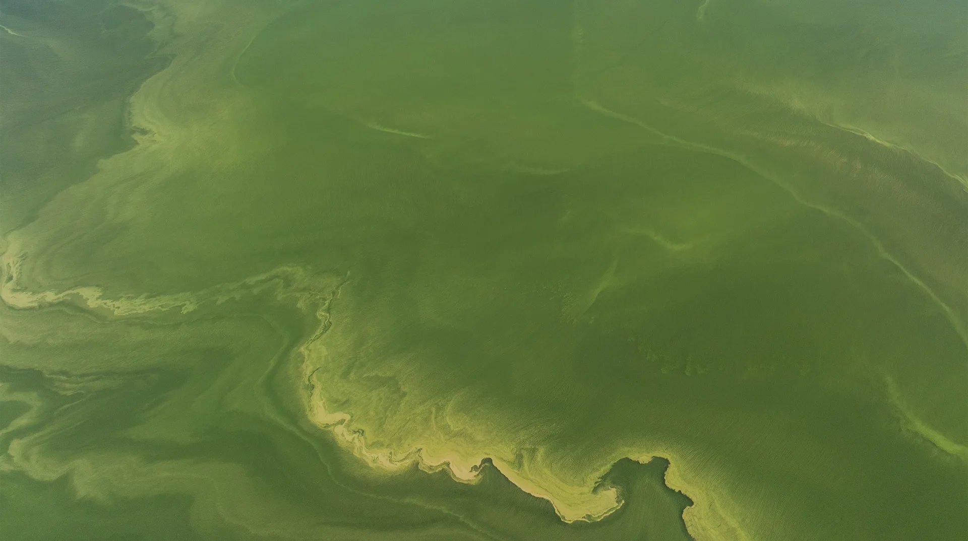 Drone image of green harmful algal blooms spread across San Luis Lake