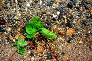 Leaf in water