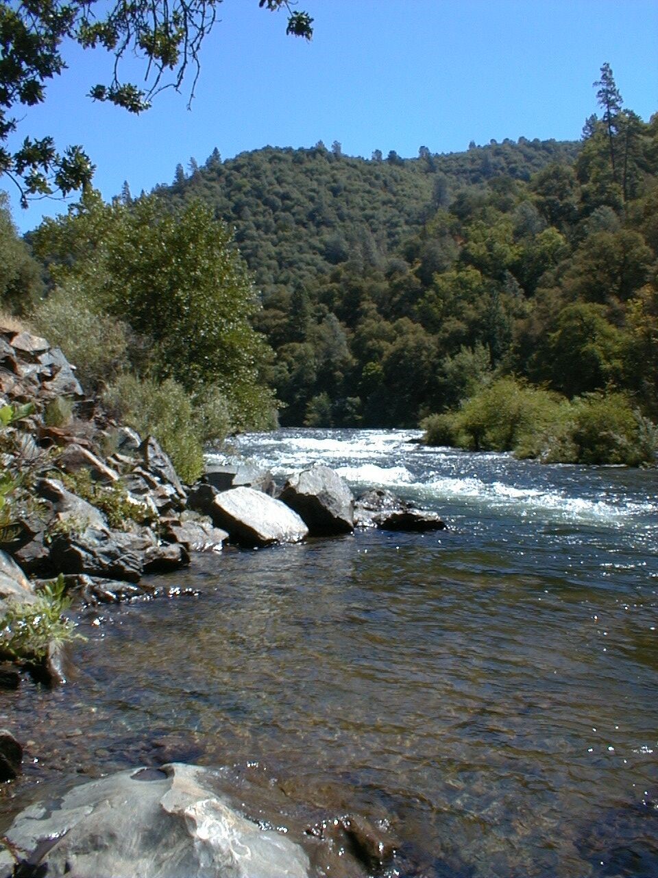 riparian habitat