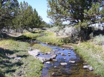 riparian habitat