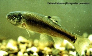 flathead minnow