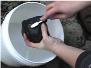 someone collecting algae from a rock