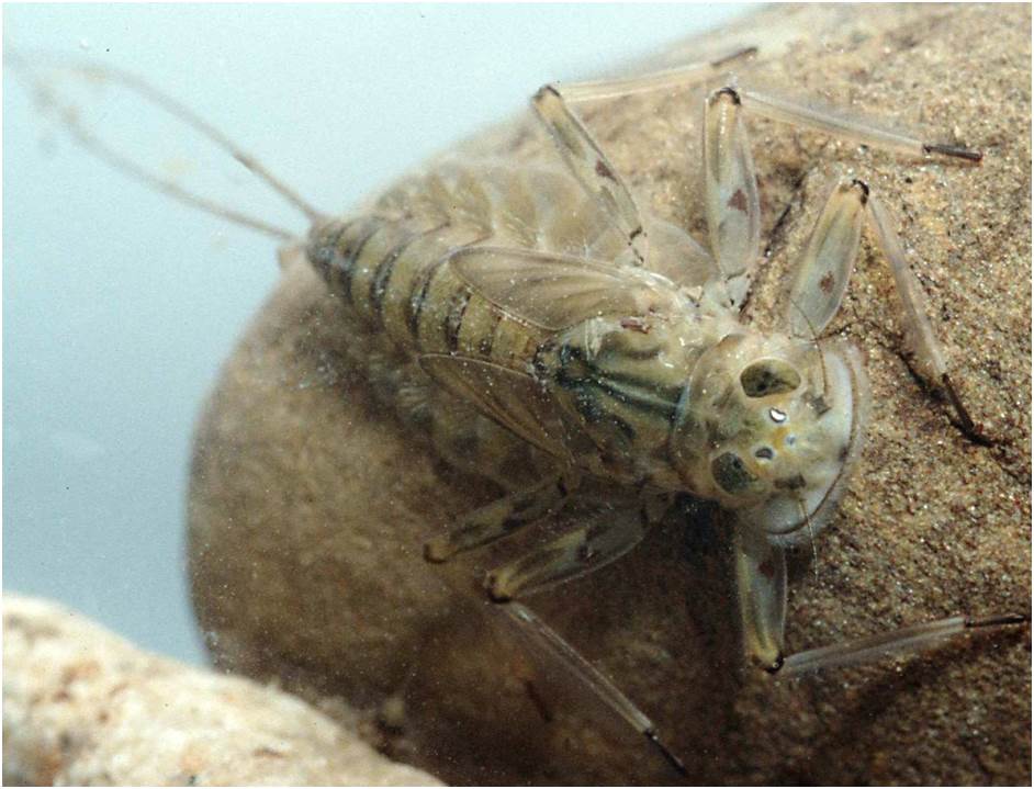 Close up of a Stone Fly Nymph on a rock 